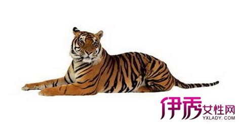 【藏獒vs老虎】【图】藏獒vs老虎谁厉害 资料大揭秘(3)_伊秀宠物|yxlady.com