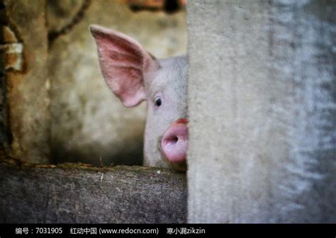 偷看镜头的小猪高清图片下载_红动中国