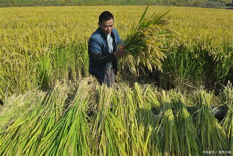中国力量 | 杂交水稻：用种子改变世界的“东方魔稻”_深圳新闻网