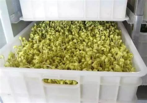豆芽全自动机家用发豆芽机多功能智能发芽自制黄豆芽绿豆芽特价-淘宝网