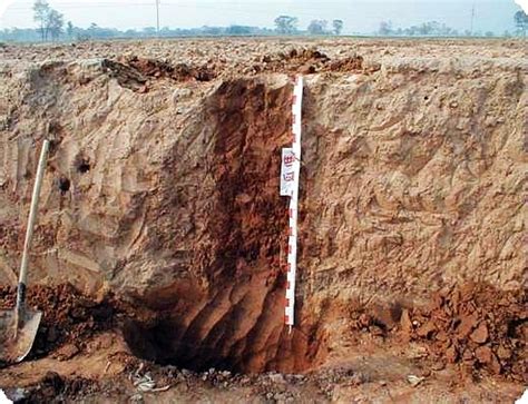 土壤剖面的土层垂直序列_植被土壤_初高中地理网