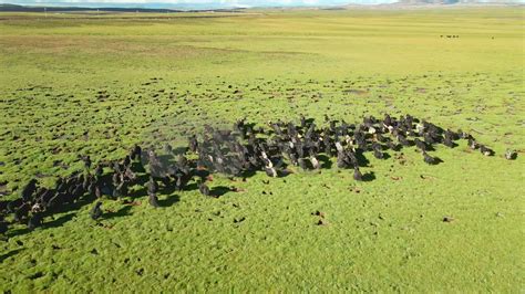 两头白水牛在野外放牧一个更大的牧群之间草地范围野生动物高清图片下载-正版图片307646016-摄图网