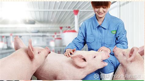 大、中、小三家养猪集团企业2021年关键指标对比和估值 $牧原股份(SZ002714)$ $中粮家佳康(01610)$ $新希望 ...