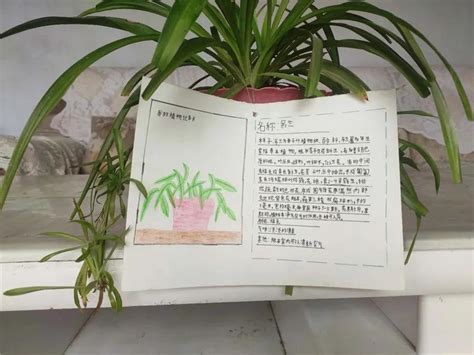 【丰翼小学】我的植物名片 ——— 记三年级语文教学活动