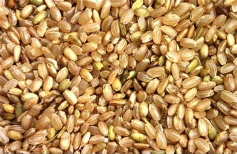 常年大量供应油糠米糠，大米抛光粉米粉，碎米稻壳粉饲料-阿里巴巴