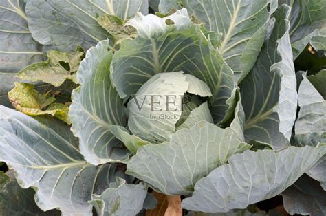 甘蓝蔬菜高清图片下载-正版图片600730299-摄图网