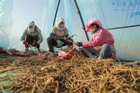 张掖市农业农村局-民乐：中药材产地初加工 让山村药材增值成药“财”
