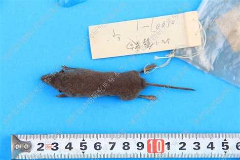 小麝鼩 Crocidura suaveolens - 物种库 - 国家动物标本资源库
