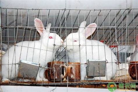 村民靠80只兔种，发展到7000多只，成年入近百万的獭兔养殖户！ - 惠农网