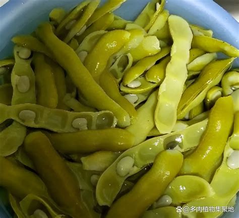 狗豆子图片
