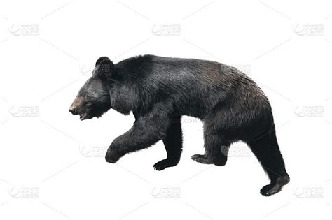 俄罗斯黑熊