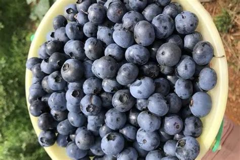蓝莓多久开花结果 什么时候能采摘-养花技巧-长景园林网