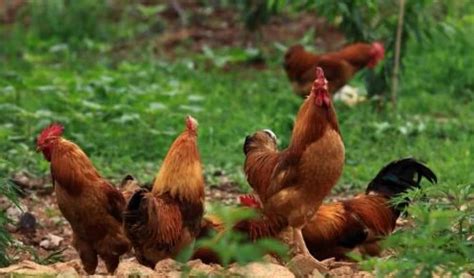 鸡寿命一般在多少年左右，养殖周期一般是多久-农百科