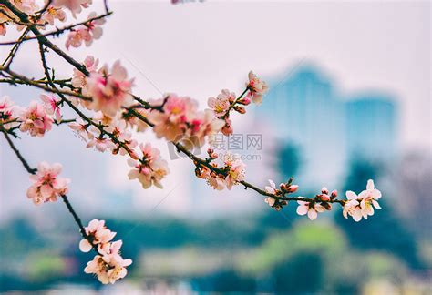 春日暖阳小花开🌸|摄影|微距|CCY_西 - 原创作品 - 站酷 (ZCOOL)