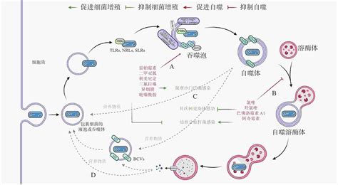 科学网—开发噬菌体抗性大肠杆菌菌株的系统策略 - 苏小运的博文