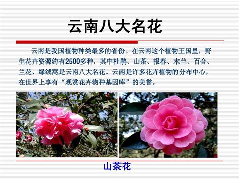 中国十大名花有哪几种 十大名花之首是什么花_知秀网