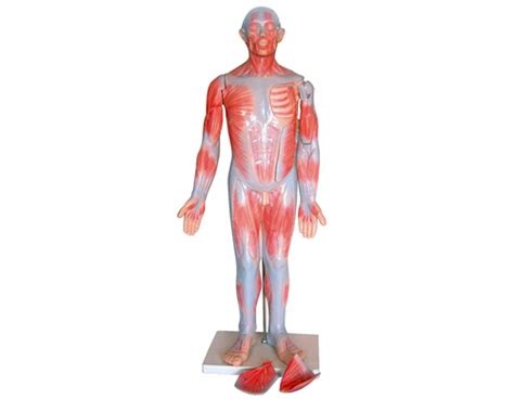 人体全身肌肉解剖模型85cm