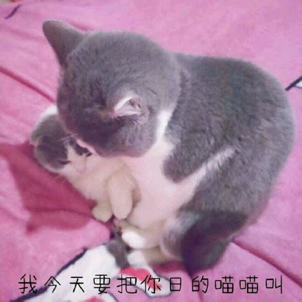 我要把你日得嗷嗷叫图片 我要把你日得嗷嗷叫图片