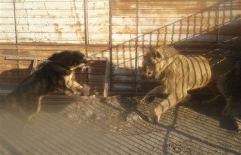 藏獒老虎打架_狮子和老虎打架视频 - 随意贴