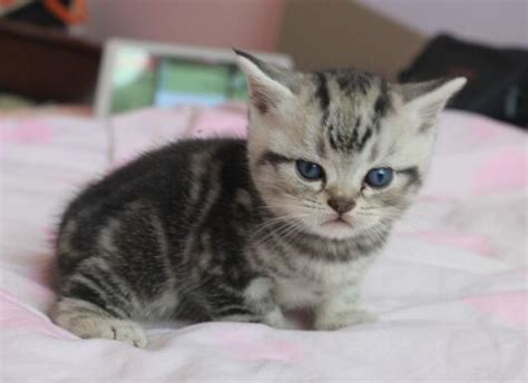 刚出生的小猫几天能睁开眼睛-百度经验