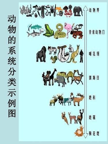 动物最完整的分类图 动物分类全图_配图网