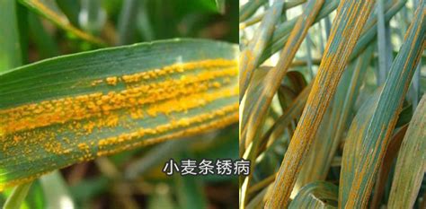 锈病图片