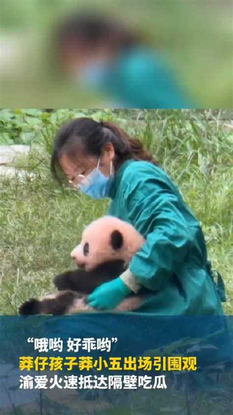 近日，重庆动物园，大熊猫莽仔的孩子莽小五出外场晒太阳……|熊猫_新浪新闻