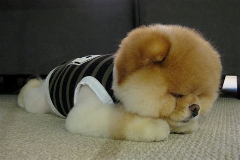 Boo 世界上最可爱的狗狗 图片全集（二） - 茶杯宠物网