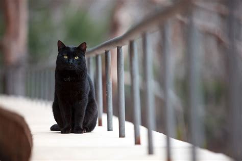 黑猫品种名称及图片,纯黑猫的品种,玄猫和黑猫区别图片_大山谷图库