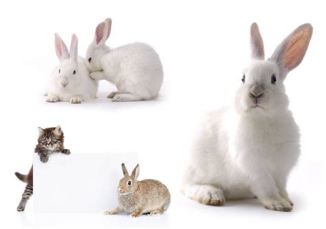 白色小白兔图片素材免费下载 - 觅知网