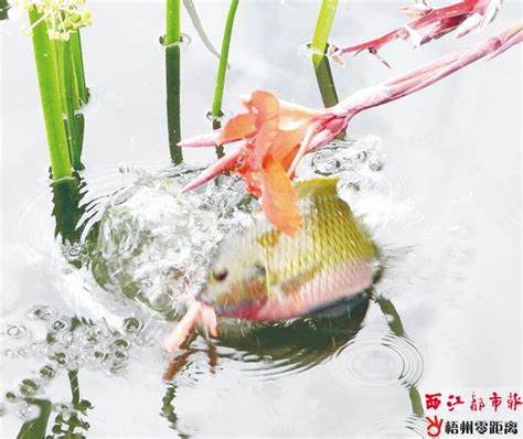 池塘里的小鱼游泳插画图片-千库网