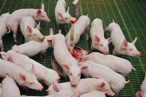 【养猪场设计】生态猪舍建设要求 - 养猪场 - 第一农经网