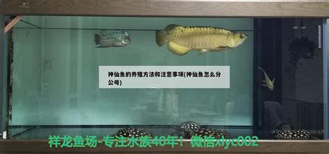 产品展示 / 风水鱼缸（鱼缸维护保养）_天津市亿美水族景观工程有限公司