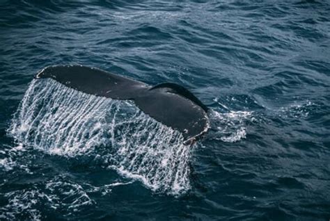 「Rise of Mammals丨兽族崛起 2」“鲸”奇档案—鲸类演化漫谈 - 知乎