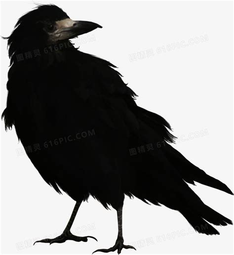 日本一只黑乌鸦生下罕见白乌鸦，还是整整一窝，厉害了|白乌鸦|乌鸦|黑乌鸦_新浪新闻