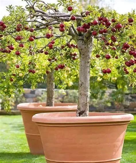 7种可以栽种在门廊前的盆栽果树，南北方的朋友都有得选|苹果|盆栽|养护_新浪新闻