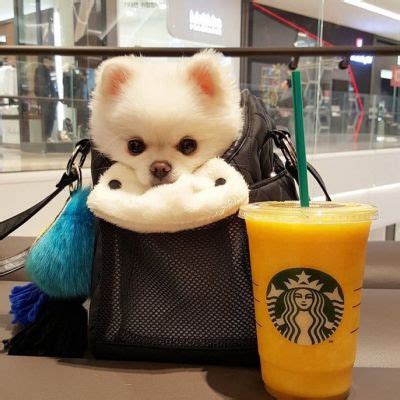微信非主流头像宠物黑白