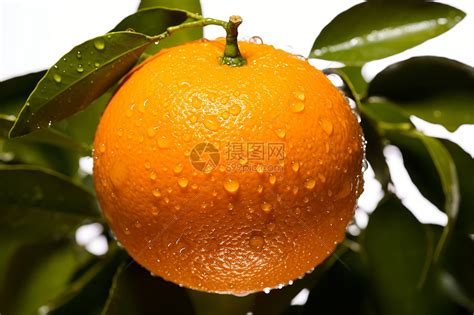 新鲜采摘的柑橘水果高清图片下载-正版图片600826020-摄图网