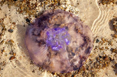 红海岸巨大的水母海滨支撑海浪紫色大部分海蜇海岸高清图片下载-正版图片320834934-摄图网