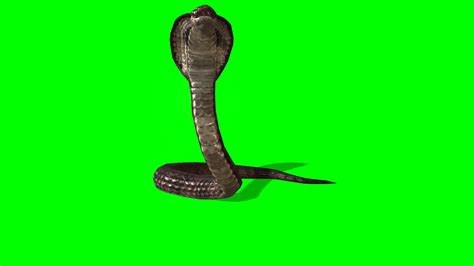 蛇的瞳孔分圆瞳和缝状竖瞳，这两类蛇有什么区别？_技点网