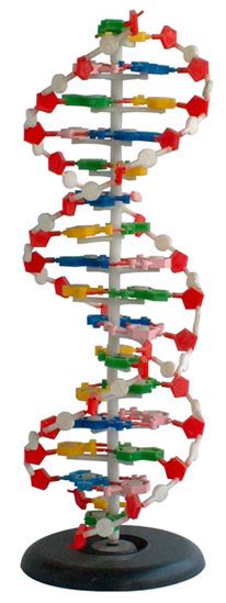 DNA结构模型129图片免费下载_红动中国