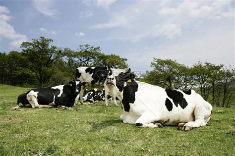 草地上的牛三养牧场高清图片下载-正版图片507146388-摄图网