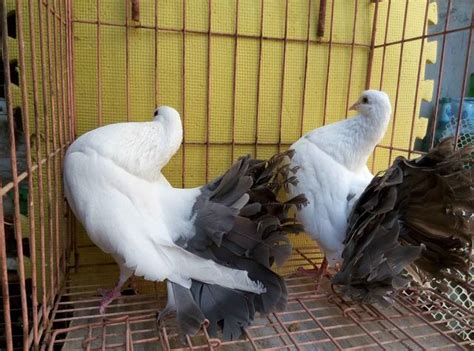 【图】观赏鸽品种有哪些?观赏鸽品养殖技术 - 装修保障网