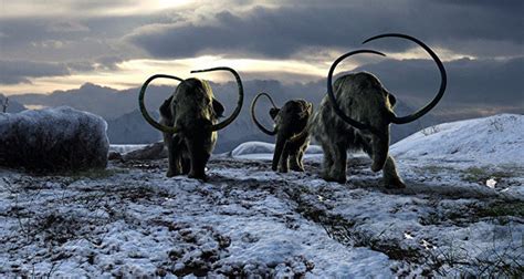 史前猛犸象的细胞出现生命迹象 - 俄罗斯卫星通讯社