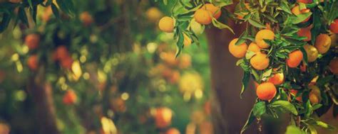 橘子是热性还是凉性多吃好吗 橘子是不是热性的_知秀网