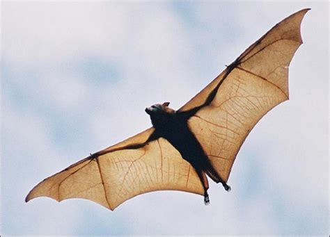世界最大蝙蝠,巨型吸蝙蝠,大蝙蝠图片_大山谷图库