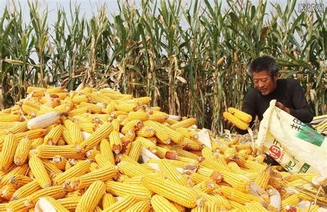 2022年7月玉米市场供需及价格走势预测分析：国内价格高位回落-中商情报网