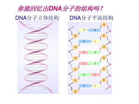 ② DNA 分子中的脱氧核糖和磷酸交替连接，排列在外侧，构成基本骨架