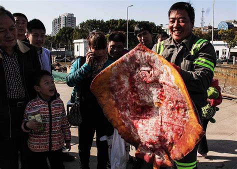 渔民捕获罕见大型“老板鱼” 重达60斤_新闻频道_中国青年网