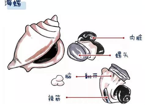【水煮海螺（附海螺的挑选方法）的做法步骤图】司马燕子_下厨房
